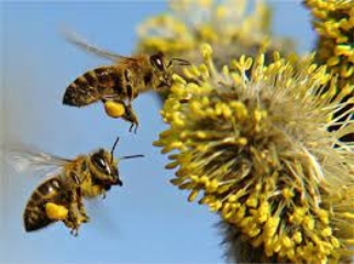 Пчеландія - Здоров'я та мед - Квітковий пилок (обніжжя)